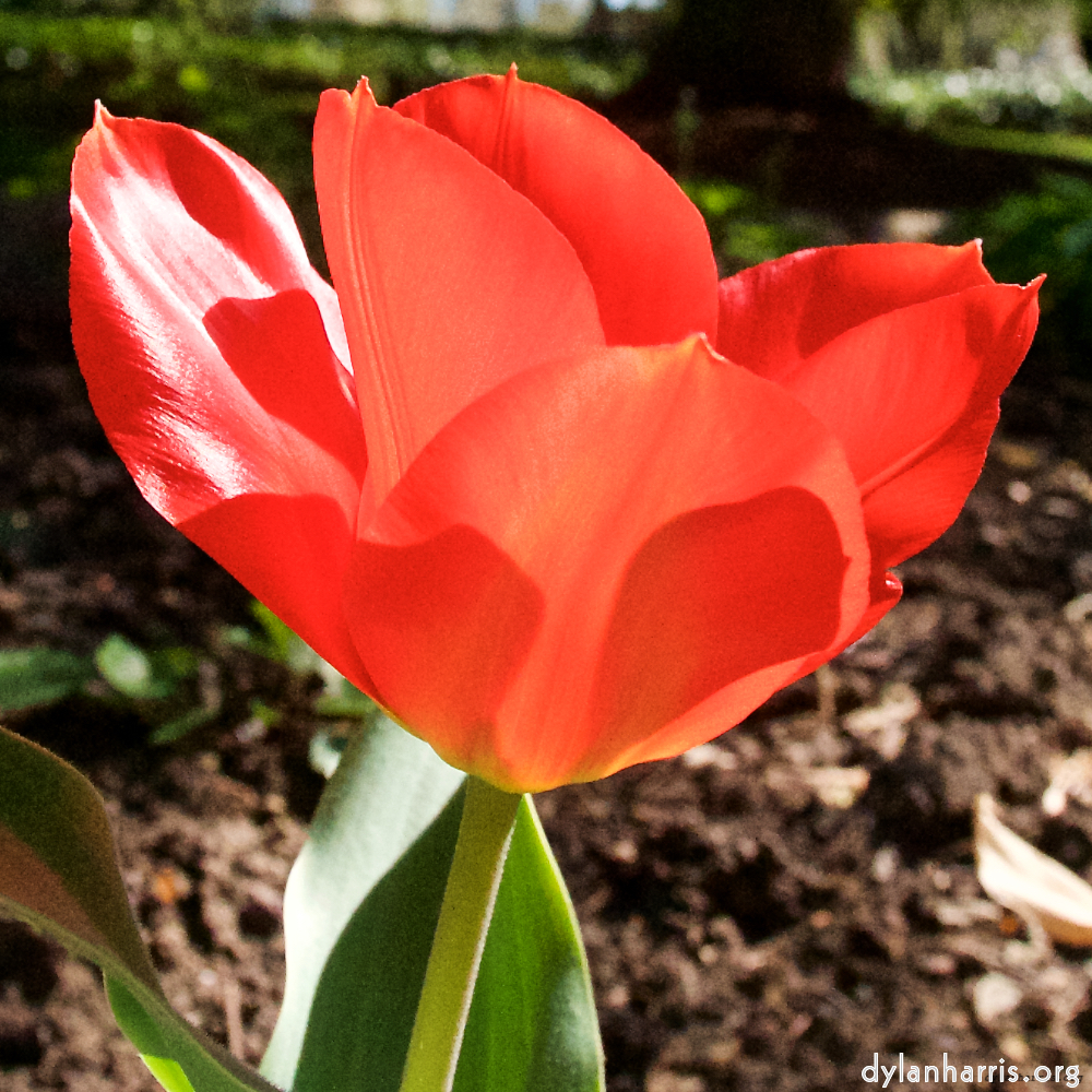 image: This is &lsquo;escher blummen (xlii) 8&rsquo;.