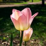 Image: First image from the photoset 'escher blummen (xlii)'.