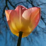 Image: Second image from the photoset 'escher blummen (xlii)'.