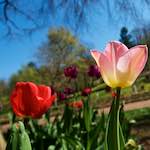 Image: Third image from the photoset 'escher blummen (xlii)'.