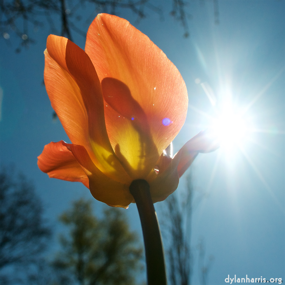 Image: Image 'escher blummen (xliii) 1'.