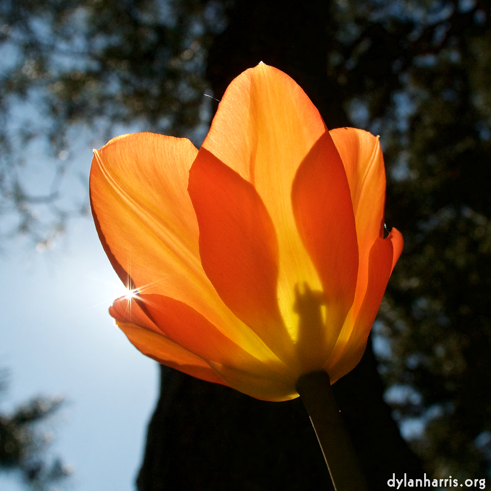 image: This is &lsquo;escher blummen (xliii) 2&rsquo;.