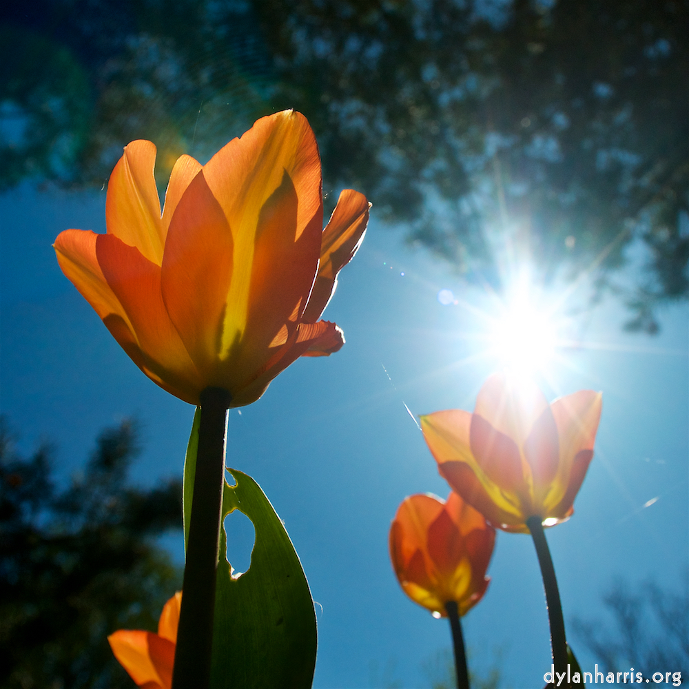 Image: Image 'escher blummen (xliii) 3'.