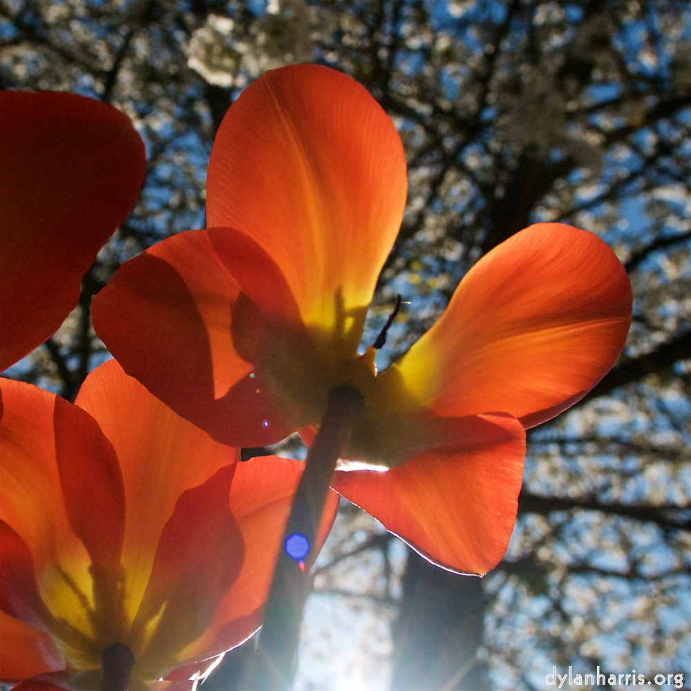 Image: Image 'escher blummen (xliii) 4'.