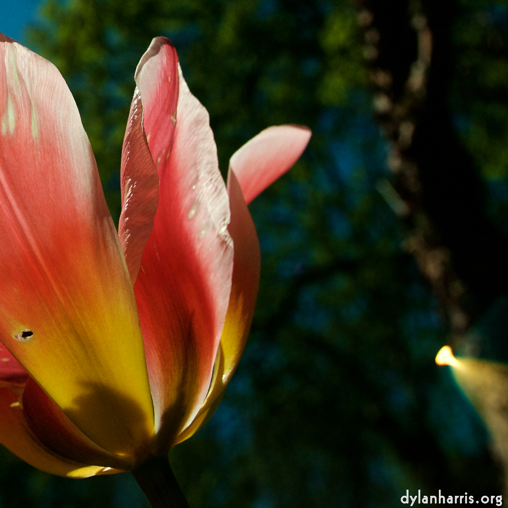 Image: Image 'escher blummen (xliii) 5'.