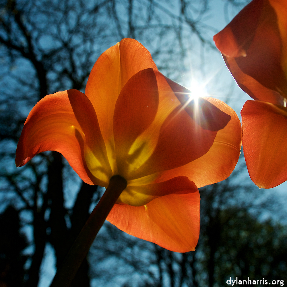 image: This is &lsquo;escher blummen (xliii) 6&rsquo;.