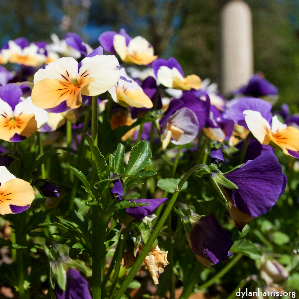 Image: Image 'escher blummen (xliv) 1'.