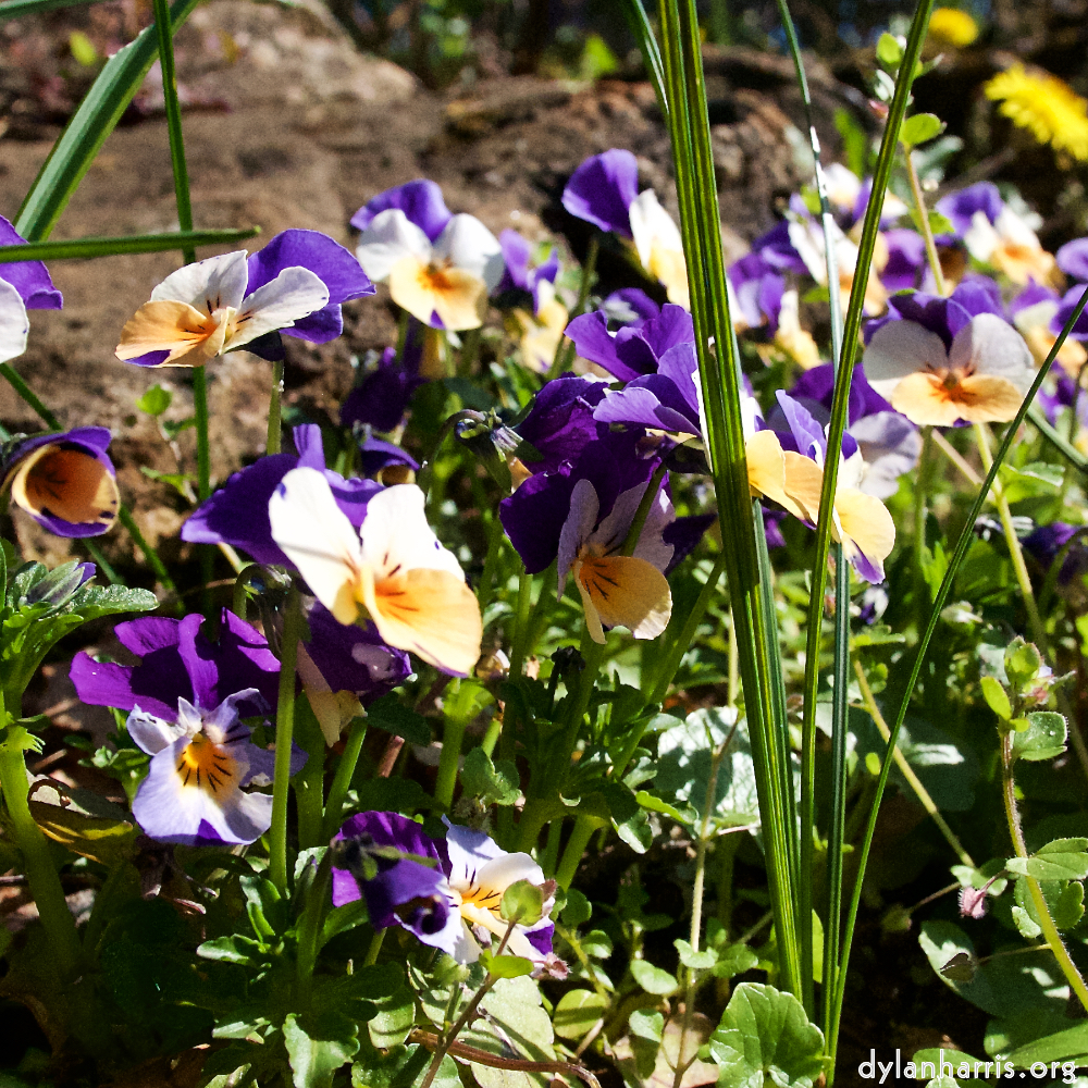 image: This is &lsquo;escher blummen (xliv) 10&rsquo;.