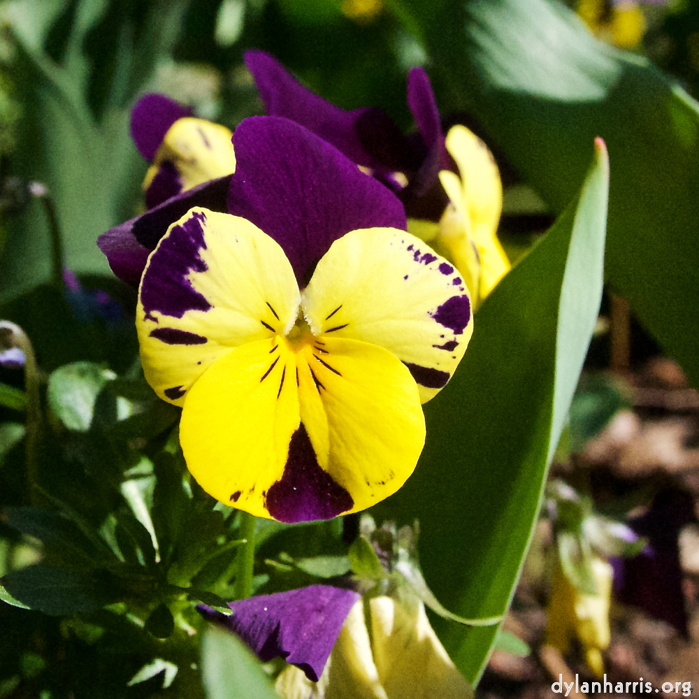 Image: Image 'escher blummen (xliv) 2'.