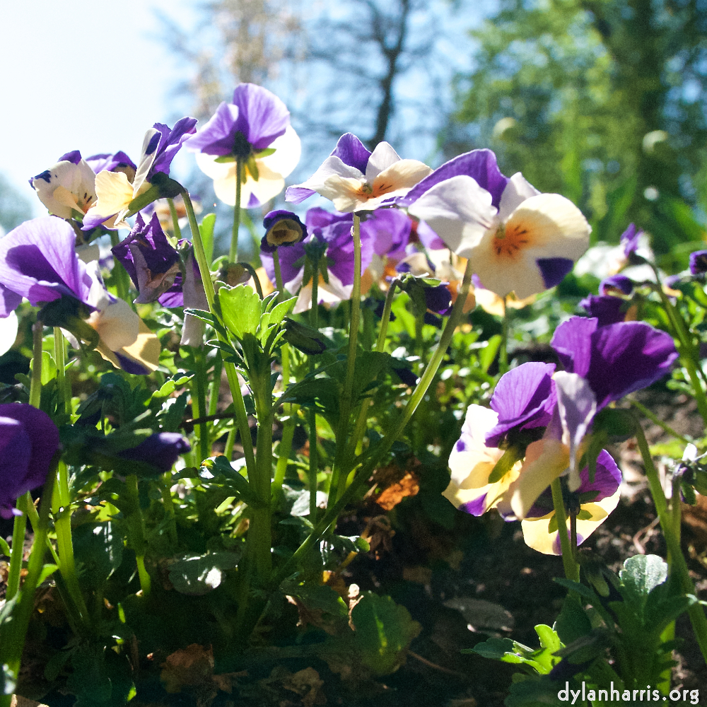 Image: Image 'escher blummen (xliv) 3'.