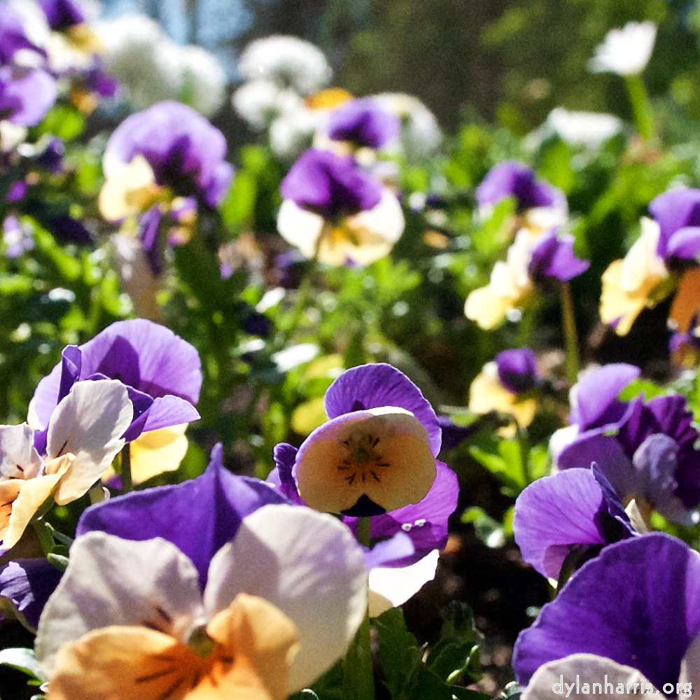 Image: Image 'escher blummen (xliv) 4'.