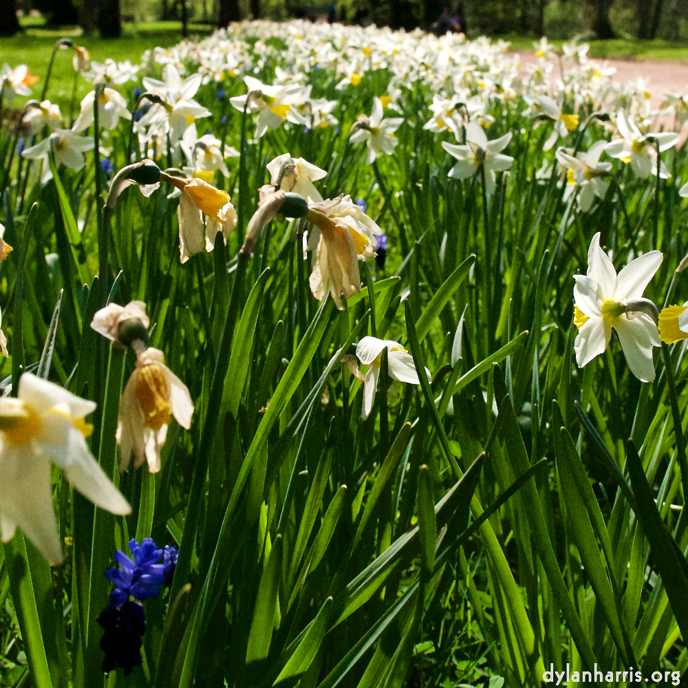 image: This is &lsquo;escher blummen (xliv) 6&rsquo;.