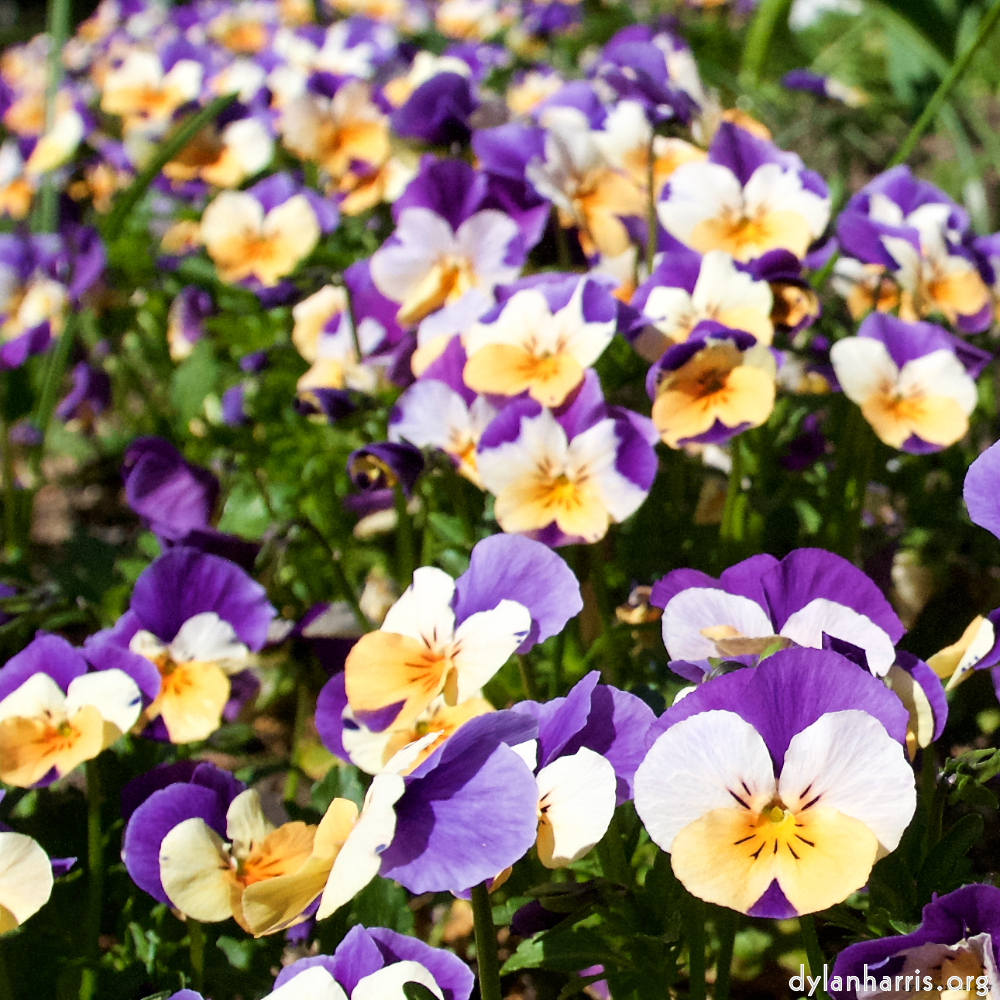 Image: Image 'escher blummen (xliv) 7'.