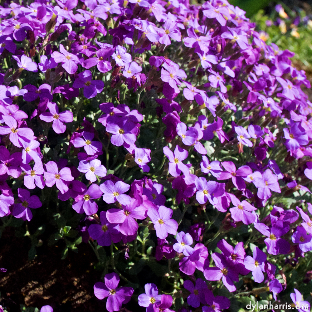 Image: Image 'escher blummen (xliv) 8'.