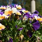 Image: First image from the photoset 'escher blummen (xliv)'.