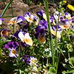 Image: Tenth image from the photoset 'escher blummen (xliv)'.