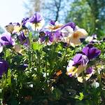 Image: Third image from the photoset 'escher blummen (xliv)'.