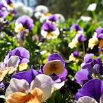 Image: Fourth image from the photoset 'escher blummen (xliv)'.