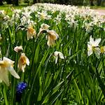 Image: Sixth image from the photoset 'escher blummen (xliv)'.