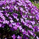 Image: Eighth image from the photoset 'escher blummen (xliv)'.