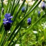 Image: Ninth image from the photoset 'escher blummen (xliv)'.