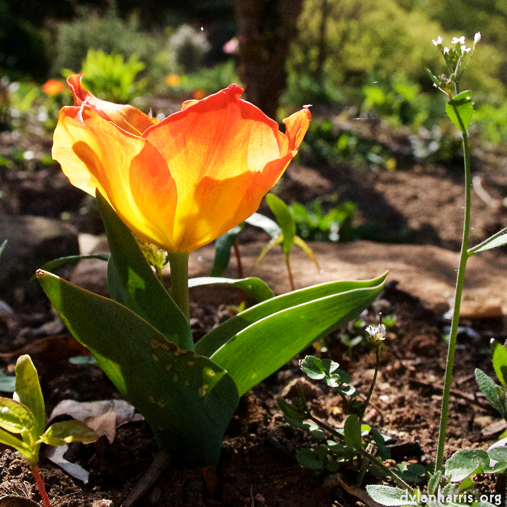 image: This is &lsquo;escher blummen (xlv) 3&rsquo;.