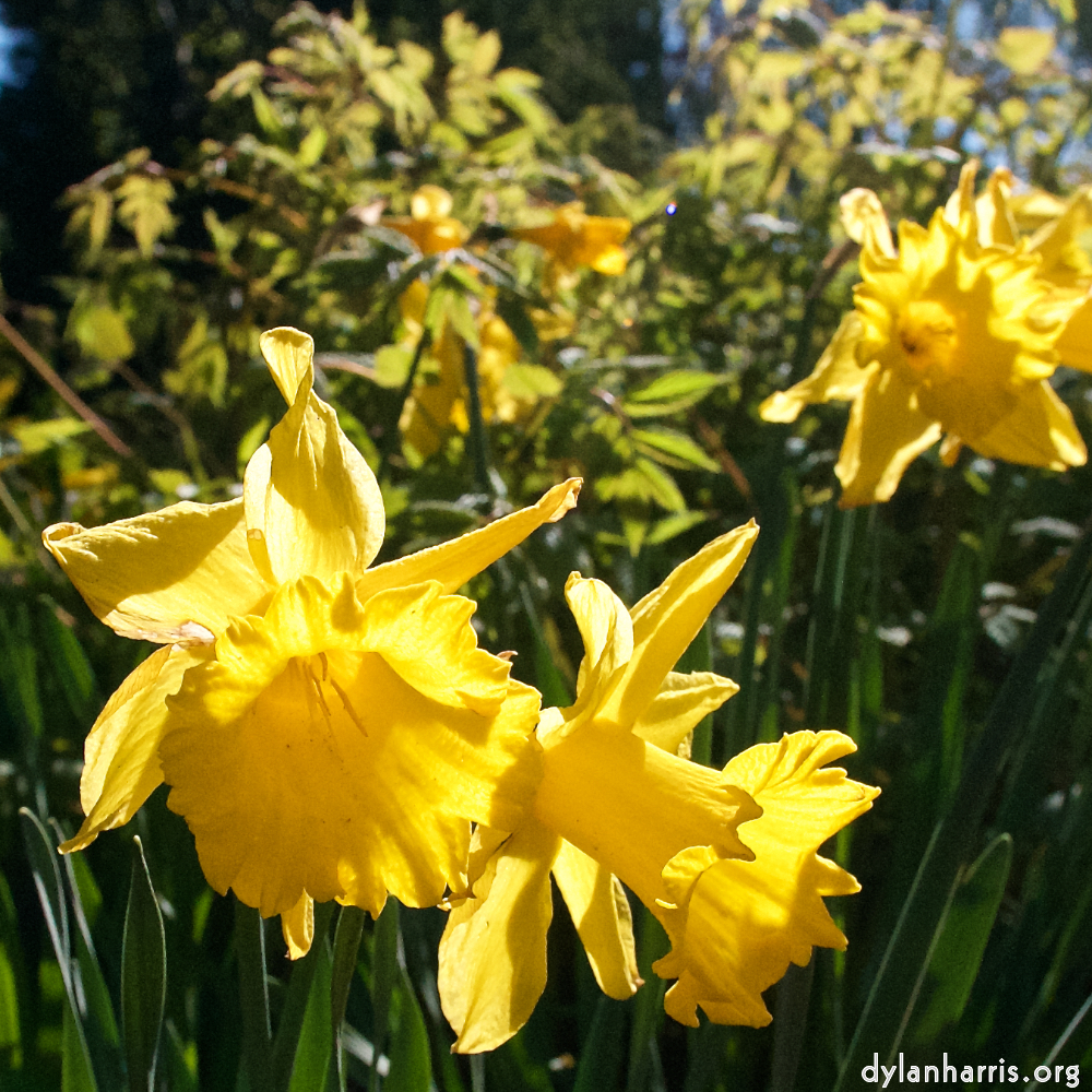 Image: Image 'escher blummen (xlv) 4'.