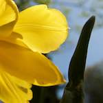 Image: First image from the photoset 'escher blummen (xlv)'.