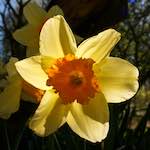 Image: Second image from the photoset 'escher blummen (xlv)'.