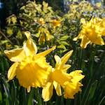 Image: Fourth image from the photoset 'escher blummen (xlv)'.