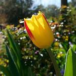 Image: Fifth image from the photoset 'escher blummen (xlv)'.