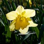 Image: Sixth image from the photoset 'escher blummen (xlv)'.