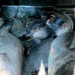 image: Image from the photoset &lsquo;lisbon (ii)&rsquo;.