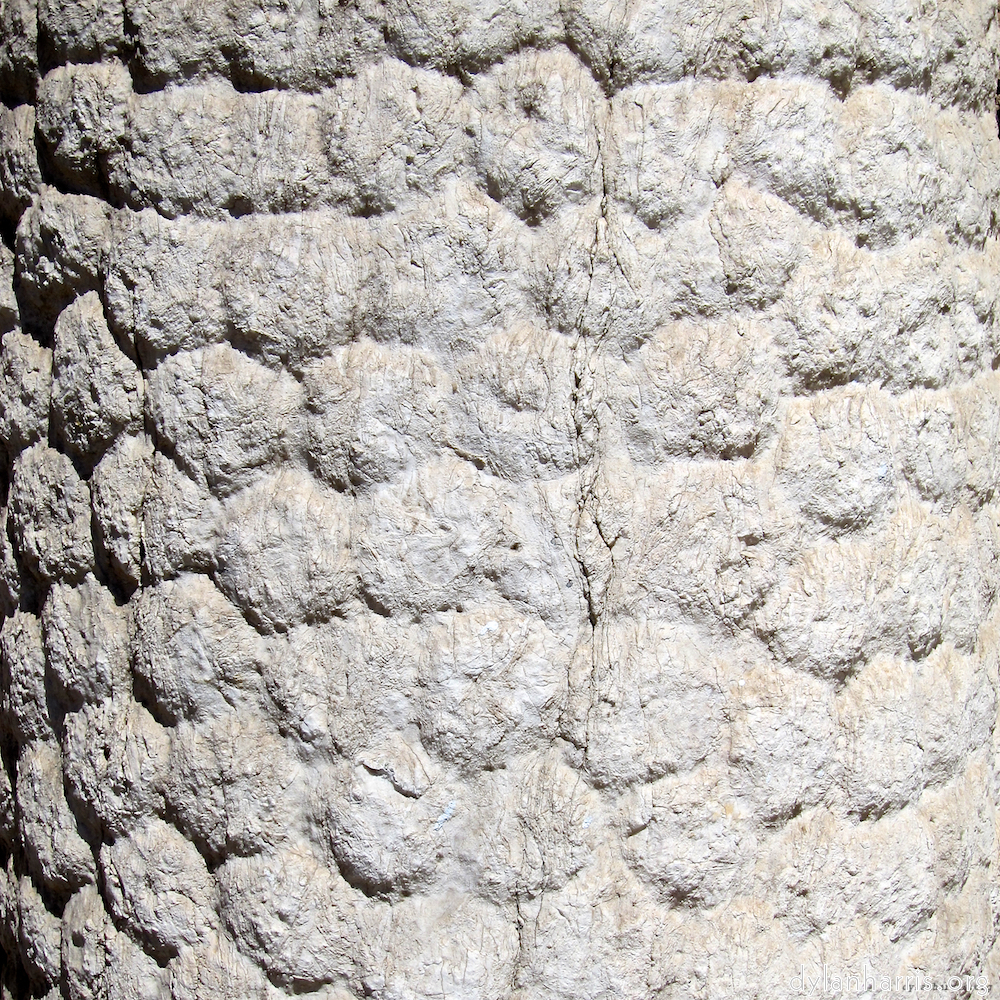 image: This is &lsquo;lisbon (iv) 3&rsquo;.