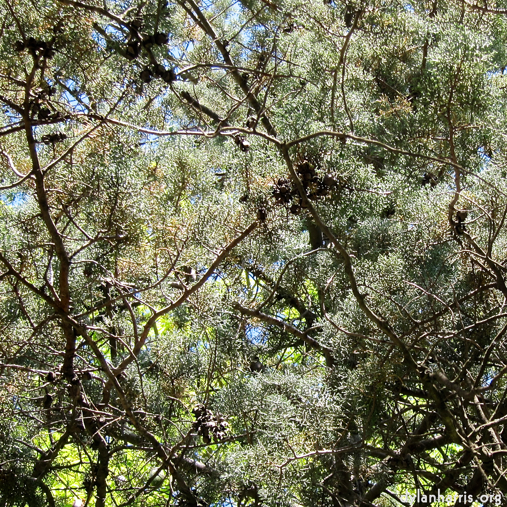 Image: Image 'parc (xxix) 2'.