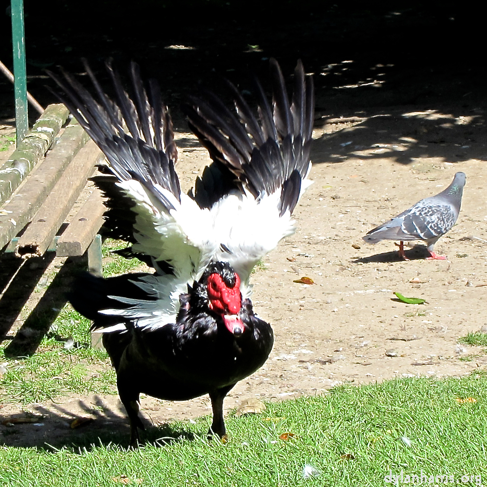 Image: Image 'parc (xxix) 4'.