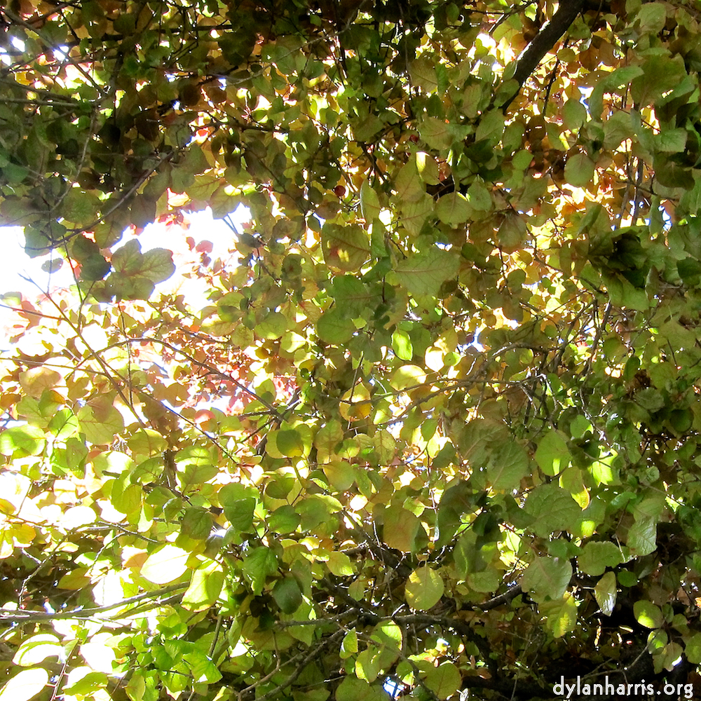 Image: Image 'parc (xxix) 5'.