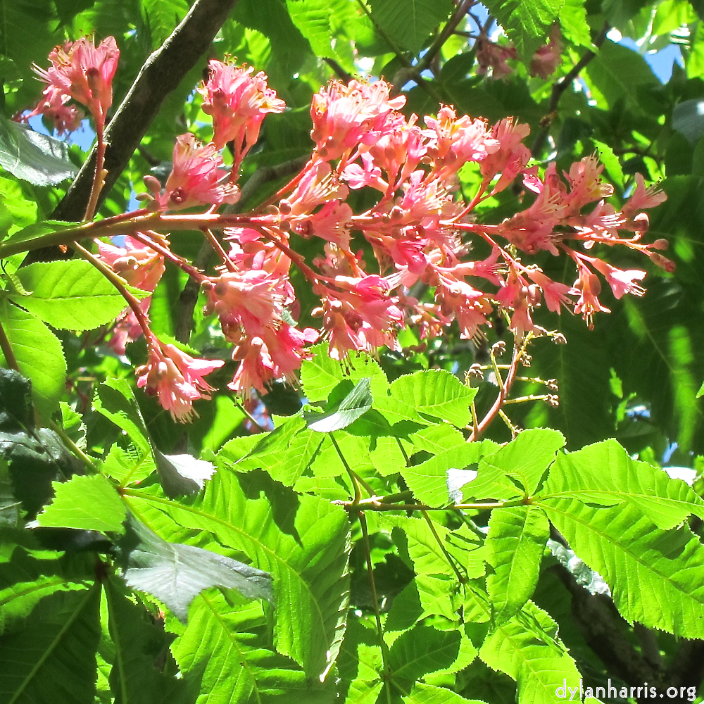 Image: Image 'parc (xxix) 6'.