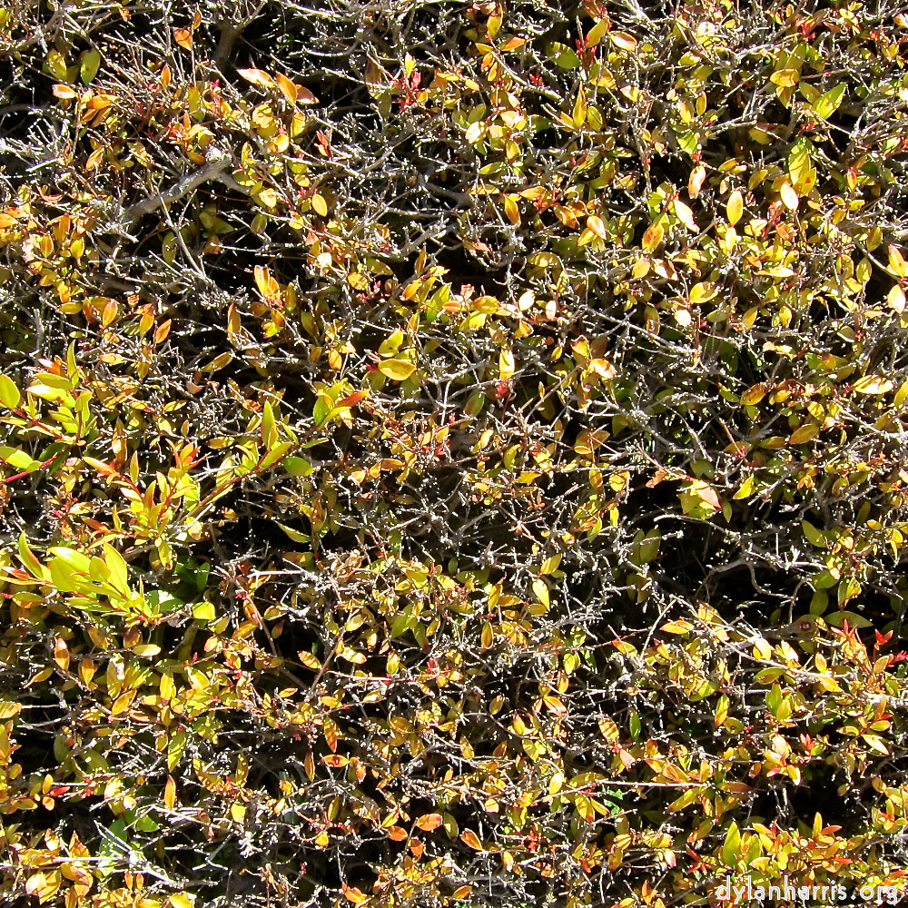 image: This is &lsquo;parc (xxix) 7&rsquo;.