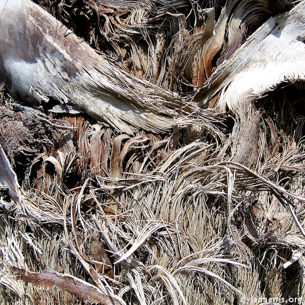 Image: Image 'parc (xxix) 8'.