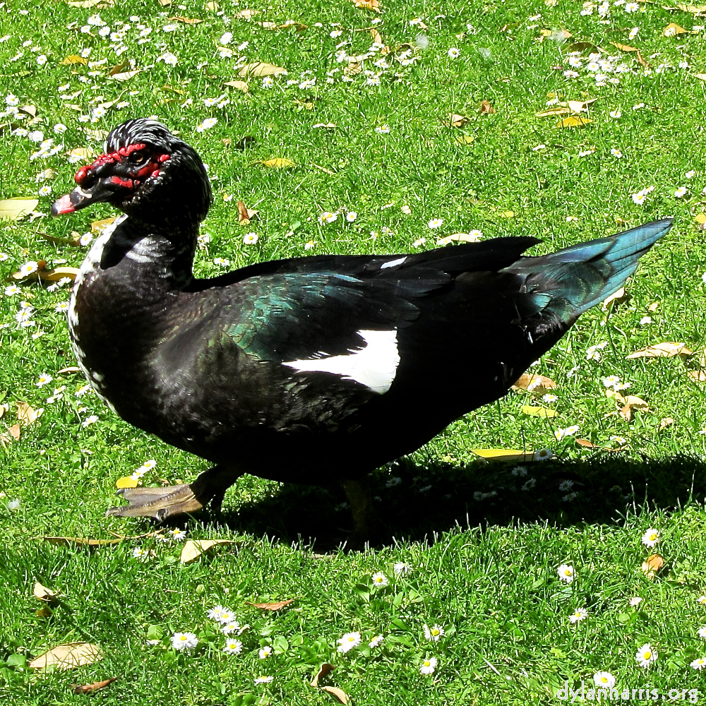 Image: Image 'parc (xxix) 9'.