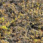 Image: Seventh image from the photoset 'parc (xxix)'.