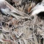 Image: Eighth image from the photoset 'parc (xxix)'.