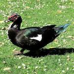 Image: Ninth image from the photoset 'parc (xxix)'.