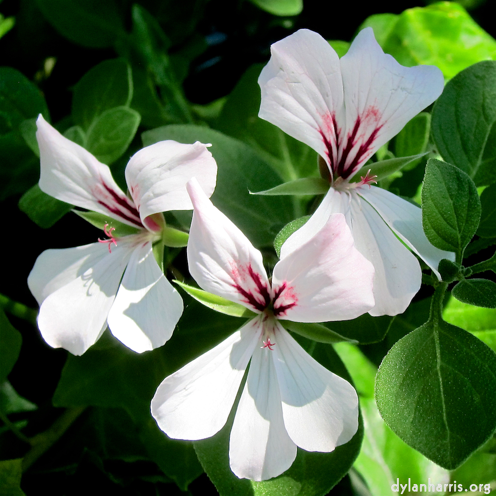 Image: Image 'flower (xv) 10'.