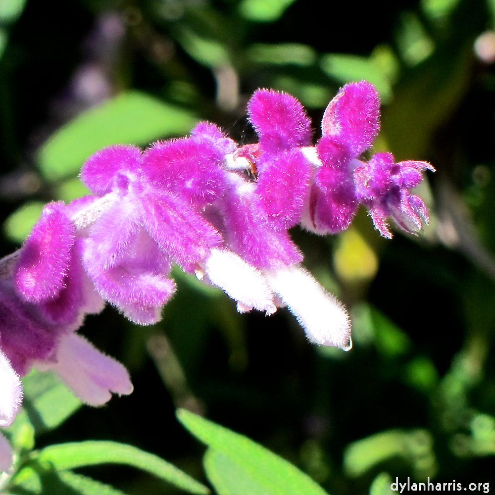 Image: Image 'flower (xv) 2'.