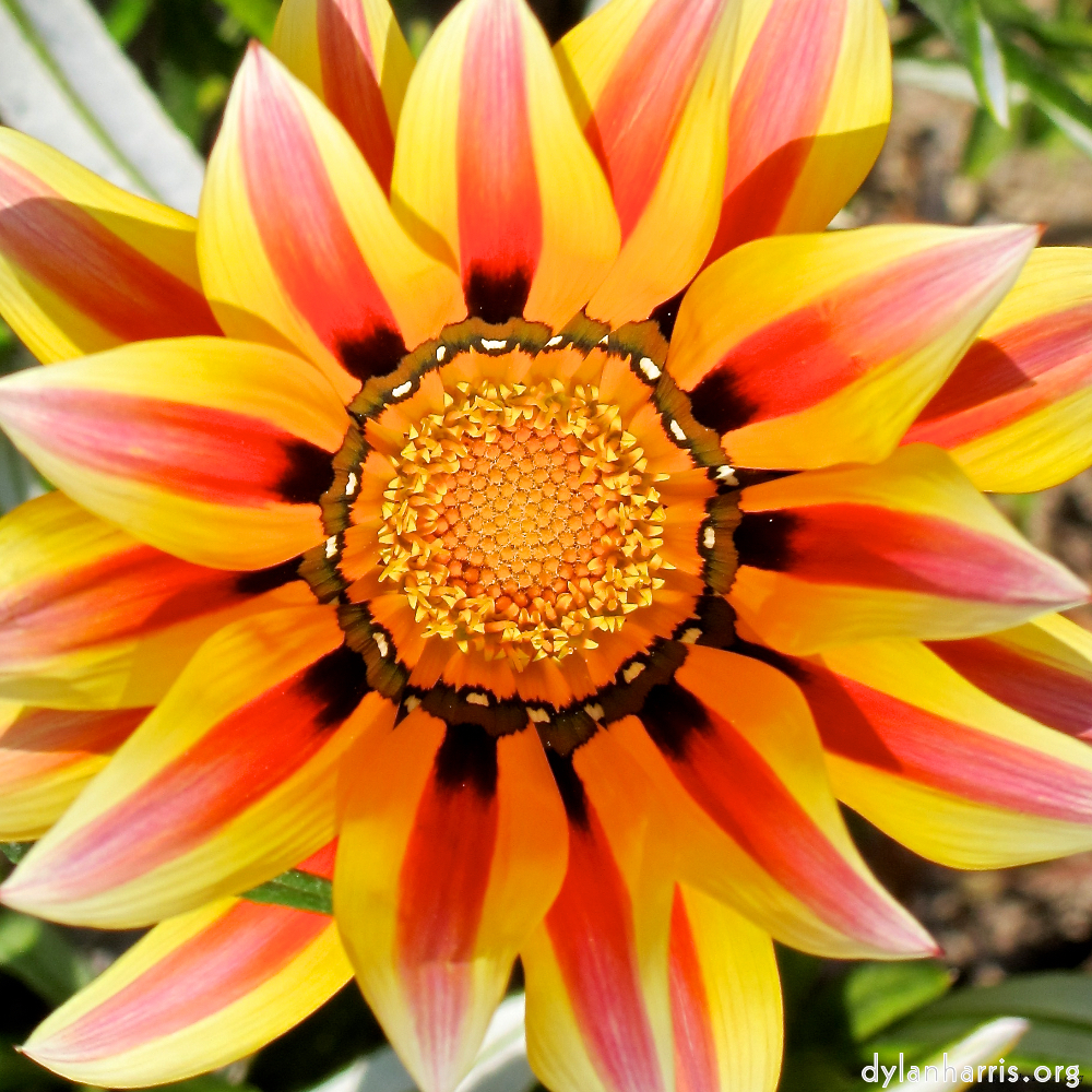 Image: Image 'flower (xv) 3'.