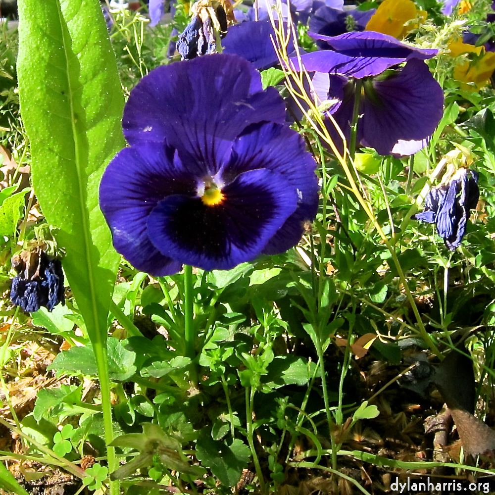 Image: Image 'flower (xv) 4'.