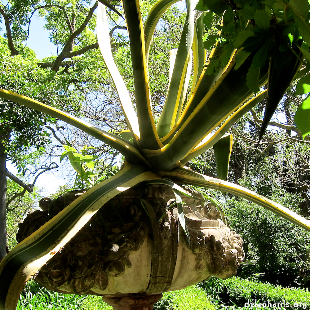 Image: Image 'flower (xv) 5'.