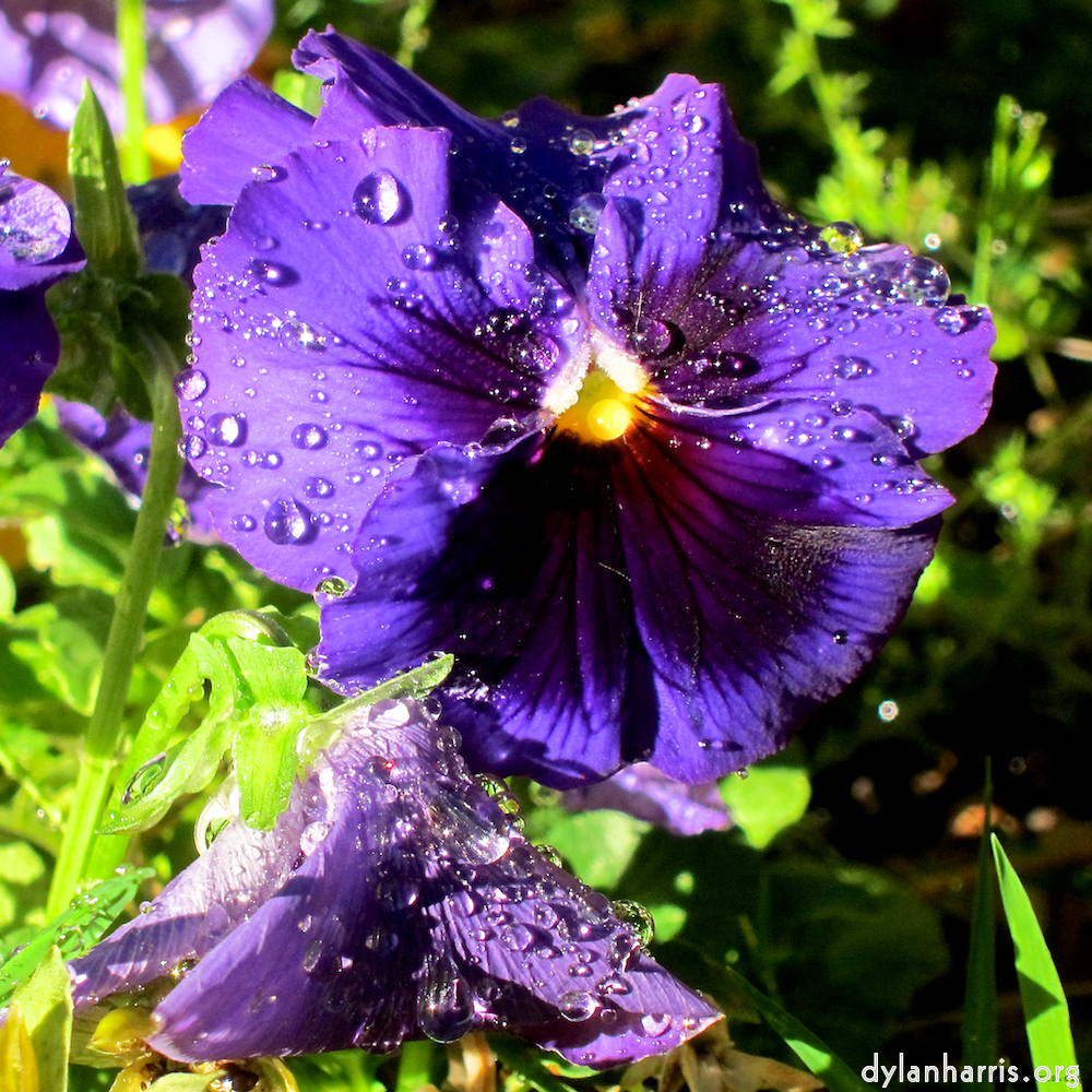 image: This is &lsquo;flower (xv) 6&rsquo;.